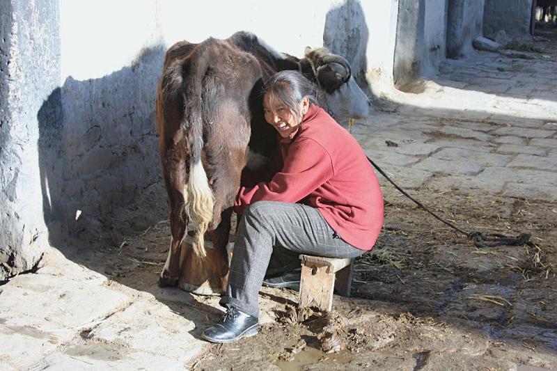 104 Milking yak is an early morning happy chore!.jpg